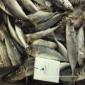 Frozen Horse Mackerel IQF sea fish whole round 100-200